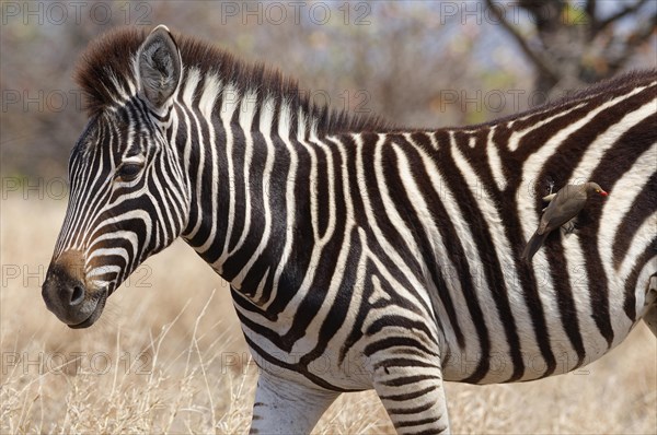 Burchell's zebra (Equus quagga burchellii), zebra foal standing in dry grass, with red-billed oxpecker (Buphagus erythrorynchus) clinging to its side, Kruger National Park, South Africa, Africa