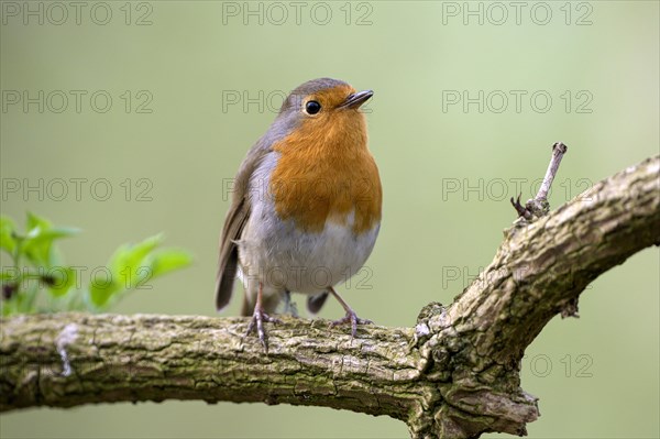 European robin (Erithacus rubecula), adult bird, mating season, Ruhraue, Muelheim, Ruhr area, North Rhine-Westphalia, Germany, Europe