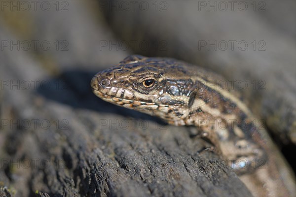 Common wall lizard (Podarcis muralis), adult female, looking out of her hiding place, in an old railway track, portrait, Landschaftspark Duisburg Nord, Ruhr area, North Rhine-Westphalia, Germany, Europe