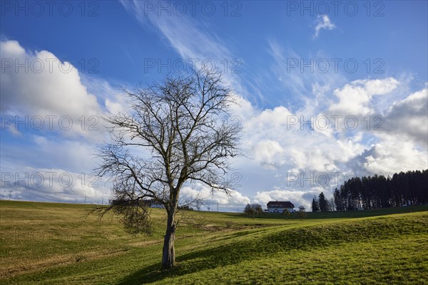 Wintery, bare tree and a blue sky with white cumulus humilis clouds against the light near Schuttertal, Ortenaukreis, Baden-Wuerttemberg, Germany, Europe