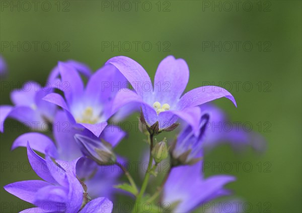 Bellflower (Campanula), North Rhine-Westphalia, Germany, Europe