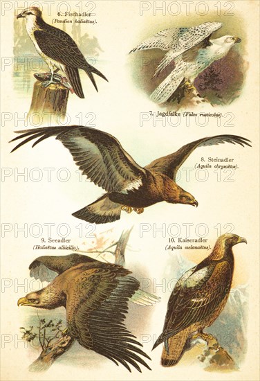 Western osprey (Pandion haliaetus), gyrfalcon (Falco rusticolus), golden eagle (Aquila chrysaetos), white-tailed eagle (Haliaetus albicilla), imperial eagle, Aquila melanaetus), birds of the world, historical illustration 1890