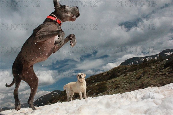 One dog jumping playfully in the snow while another dog watches, with mountains in the background, Amazing Dogs in the Nature