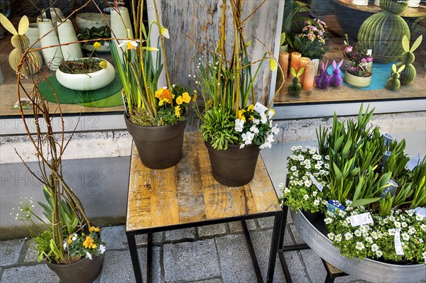 Spring awakening, flower shop with Easter decoration, Kempten, Allgaeu, Bavaria, Germany, Europe