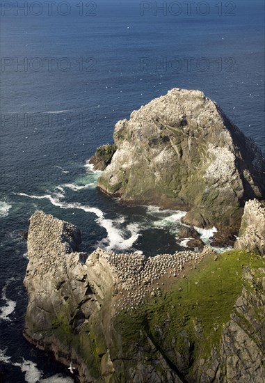 Northern Gannet bird colony, Morus bassanus, The Greing stacks, Hermaness, Unst, Shetland Islands, Scotland, United Kingdom, Europe