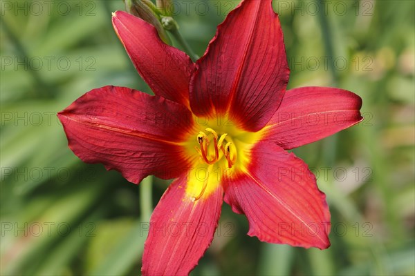 Red daylily (Hemerocallis), North Rhine-Westphalia, Germany, Europe