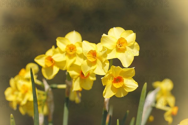 Yellow-orange daffodils (Narcissus), North Rhine-Westphalia, Germany, Europe