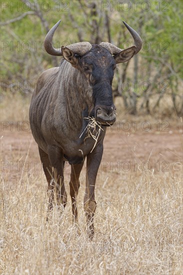 Blue wildebeest (Connochaetes taurinus), adult gnu feeding on dry grass, animal portrait, Kruger National Park, South Africa, Africa