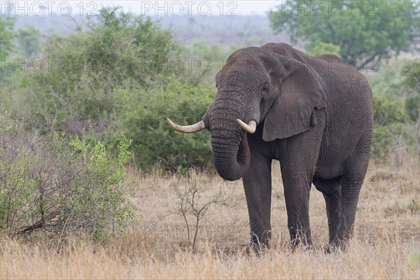 African bush elephant (Loxodonta africana), adult male feeding on a piece of branch, Kruger National Park, South Africa, Africa