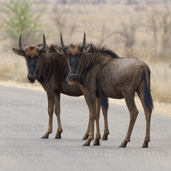 Blue wildebeests (Connochaetes taurinus), two young gnus standing in the middle of the tarred road, looking at camera, alert, Kruger National Park, South Africa, Africa
