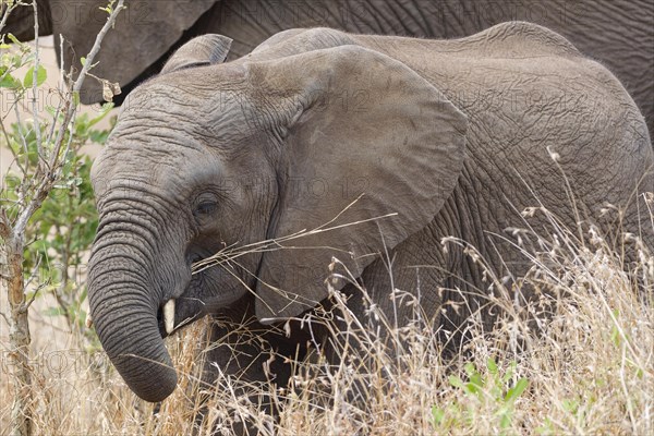 African bush elephants (Loxodonta africana), elephant calf feeding on dry grass, close-up of the head, Kruger National Park, South Africa, Africa