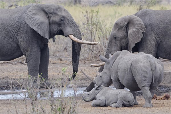 African bush elephants (Loxodonta africana), adult males drinking at waterhole, with Southern white rhinoceroses (Ceratotherium simum simum), adult female standing aside with young rhino lying down, waiting to drink, Kruger National Park, South Africa, Africa