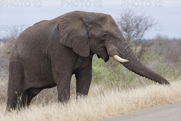African bush elephant (Loxodonta africana), adult male standing next to the tarred road, foraging, Kruger National Park, South Africa, Africa