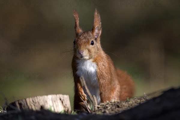 Eurasian red squirrel (Sciurus vulgaris), attentive, NSG Dingdener Heide, North Rhine-Westphalia, Germany, Europe
