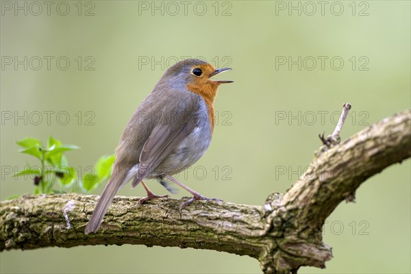 European robin (Erithacus rubecula), adult bird, singing, mating season, Ruhraue, Muelheim, Ruhr area, North Rhine-Westphalia, Germany, Europe