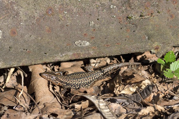 Common wall lizard (Podarcis muralis), adult male, sunbathing in an old railway track, Landschaftspark Duisburg Nord, Ruhr area, North Rhine-Westphalia, Germany, Europe