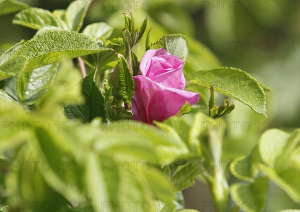 Rugosa rose (Rosa Rugosa), North Rhine-Westphalia, Germany, Europe