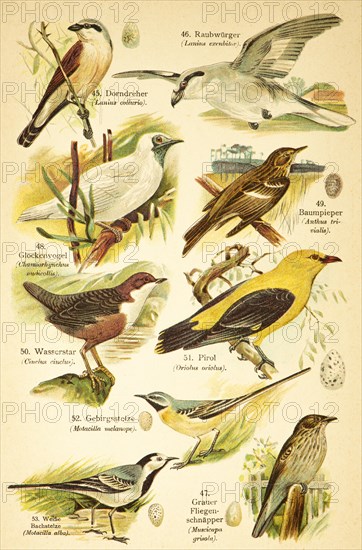 Red-backed shrike or red-backed shrike (Lanius collurio), great grey shrike (Lanius excubitor), bellbird (Procnias), tree pipit (Anthus trivialis), water starling (Cinclus cinclus), eurasian golden oriole (Oriolus oriolus), Grey wagtail (Montacilla cinerea), White wagtail (Motacilla alba), Grey flycatcher (Musicapa grisola) or Grey flycatcher spotted flycatcher (Muscicapa striata) Birds of the world, historical illustration 1890