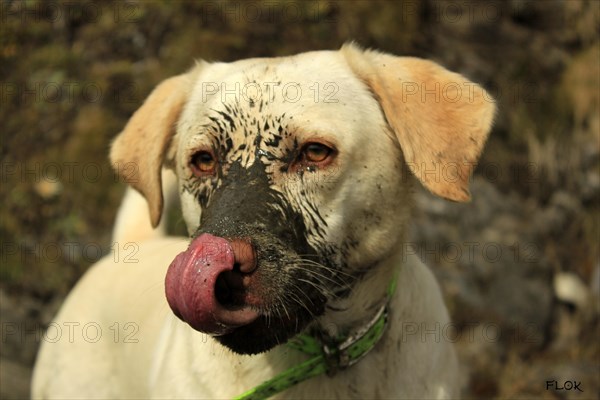 A close-up of a muddy dog licking its nose, highlighting its messy adventure, Amazing Dogs in the Nature