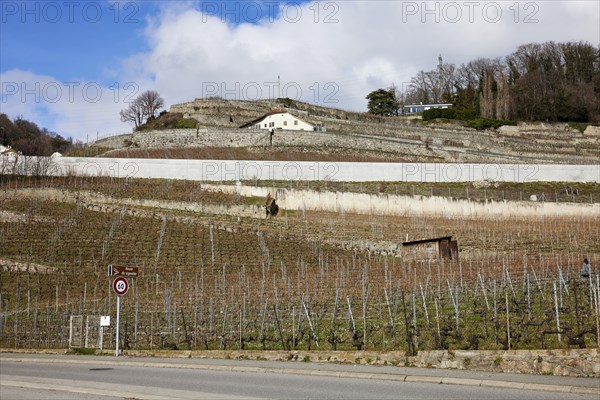 Slope with terraces for viticulture and residential buildings in the UNESCO World Heritage Site Lavaux Vineyard Terraces near Corsier-sur-Vevey, Riviera-Pays-d'Enhaut district, Vaud, Switzerland, Europe