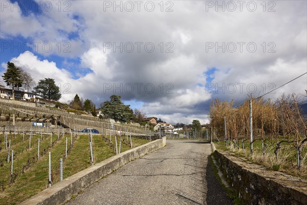 Mighty white spring clouds drift under a blue sky over a vineyard with a steep path in the UNESCO World Heritage Lavaux Vineyard Terraces near Jongny, Riviera-Pays-d'Enhaut district, Vaud, Switzerland, Europe