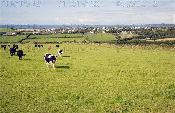Cattle in field near village of Trefin, Pembrokeshire, Wales, United Kingdom, Europe