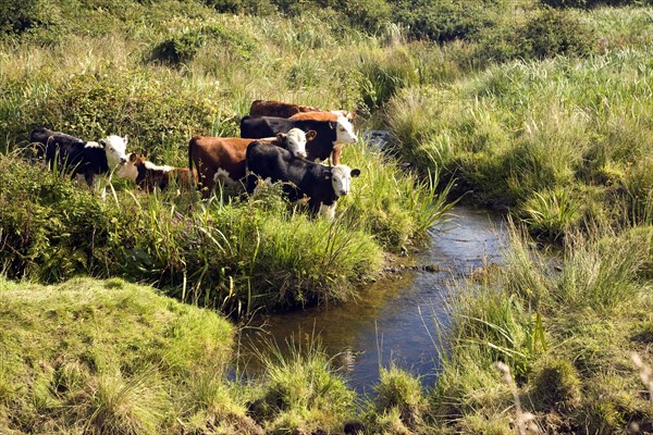 Young calves grazing in boggyfield by stream, near St David's, Pembrokeshire, Wales, United Kingdom, Europe