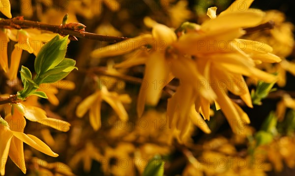 Iserlohn. Thanks to the climate change, early spring has come earlier than usual. The flowering plants in the front gardens are already showing their splendour. Thanks to climate change, early spring is coming earlier than usual this year