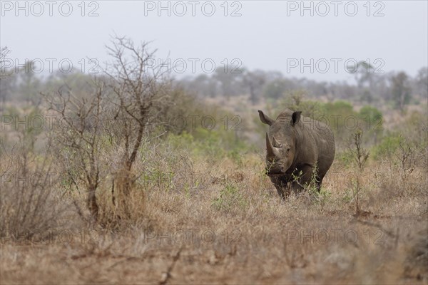 Southern white rhinoceros (Ceratotherium simum simum), adult male feeding on dry grass, looking at camera, alert, Kruger National Park, South Africa, Africa