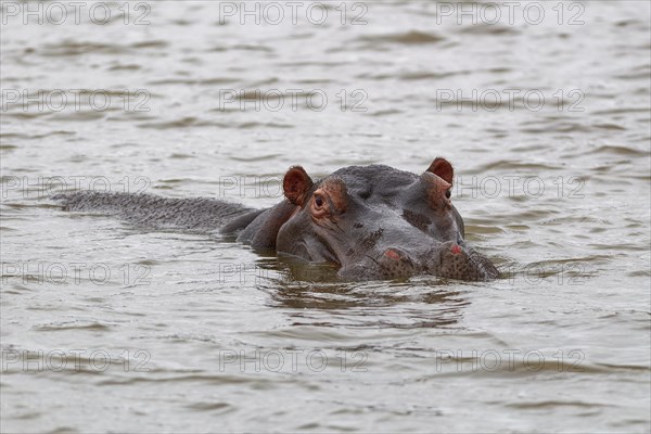 Hippopotamus (Hippopotamus amphibius), adult in water, looking at camera, head close-up, Sunset Dam, Kruger National Park, South Africa, Africa