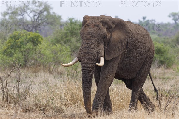 African bush elephant (Loxodonta africana), adult male walking in dry grass, Kruger National Park, South Africa, Africa