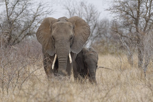 African bush elephants (Loxodonta africana), mother with a male baby feeding on dry grass in light rain, facing camera, Kruger National Park, South Africa, Africa