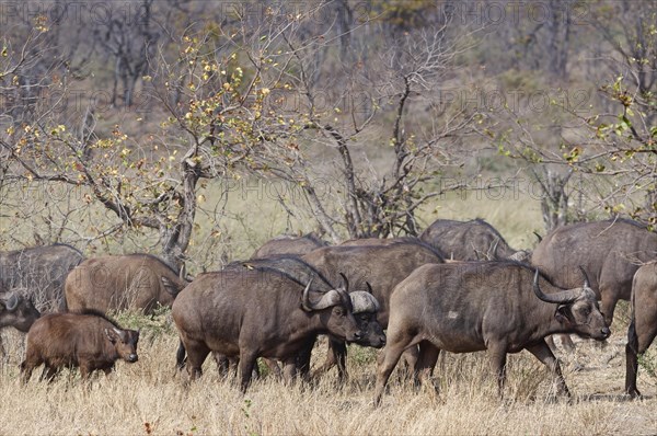 Cape buffaloes (Syncerus caffer caffer), herd with calf, walking in dry grass, Kruger National Park, South Africa, Africa