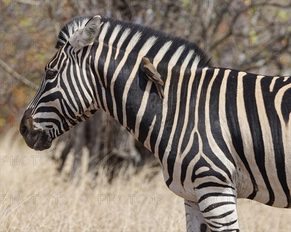 Burchell's zebra (Equus quagga burchellii), adult male standing in dry grass, with red-billed oxpecker (Buphagus erythrorynchus) resting on its neck, Kruger National Park, South Africa, Africa