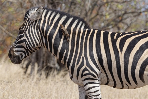 Burchell's zebra (Equus quagga burchellii), adult male standing in dry grass, with red-billed oxpecker (Buphagus erythrorynchus) resting on its neck, Kruger National Park, South Africa, Africa