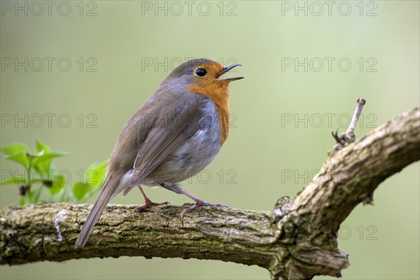 European robin (Erithacus rubecula), adult bird, singing, mating season, Ruhraue, Muelheim, Ruhr area, North Rhine-Westphalia, Germany, Europe