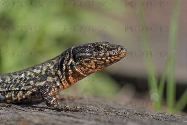 Common wall lizard (Podarcis muralis), adult male, in mating dress, sitting on a rail, in an old railway track, portrait, Landschaftspark Duisburg Nord, Ruhr area, North Rhine-Westphalia, Germany, Europe