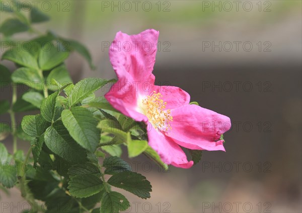 Rugosa rose (Rosa Rugosa), North Rhine-Westphalia, Germany, Europe