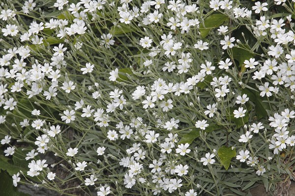 Field chickweed (Cerastium arvense), in flower, North Rhine-Westphalia, Germany, Europe