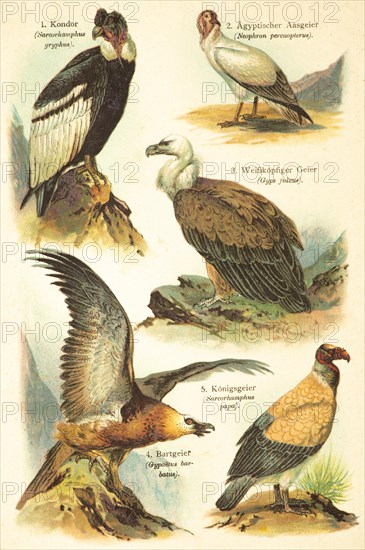 Condor (Sarcorhamphus gymnogyps), Egyptian vulture (Neophron percnopterus), White-headed vulture (Gyps fulvus), Bearded vulture (Gypaetus barbatus), King vulture (Sarcorhamphus papa), Birds of the world, historical illustration 1890