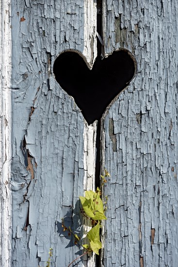 Wooden door with heart, stable door, light-coloured varnish, weathered, leaves of knotweed (Fallopia baldschuanica), old farmhouse, idyll, romantic, Nidda, Vogelsberg, Wetterau, Hesse, Germany, Europe