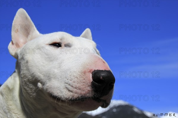 Close-up of a white dog against a bright blue sky with mountains in the backdrop, Amazing Dogs in the Nature