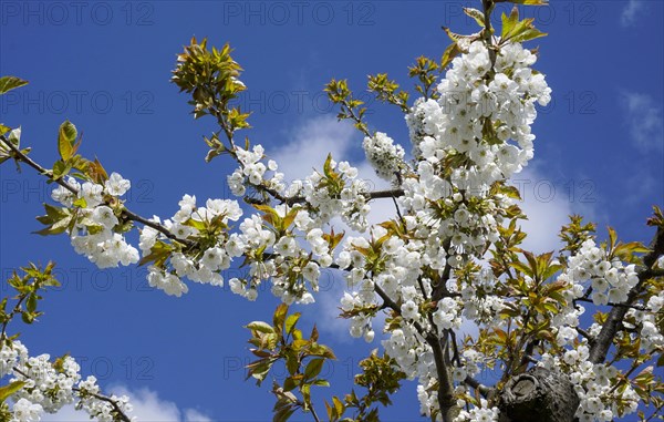 Blossoming apple trees in an orchard in Werder, 22/04/2016