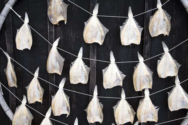 Fish drying on frame, Zuiderzee museum, Enkhuizen, Netherlands