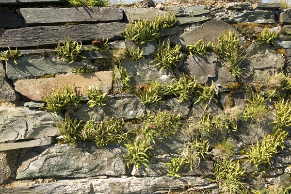 Asplenium Spleenwort plants growing on dry stone wall
