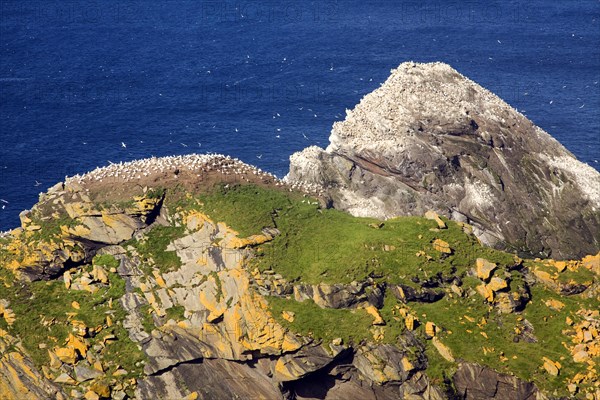 Northern Gannet bird colony, Morus bassanus, The Greing stacks, Hermaness, Unst, Shetland Islands, Scotland, United Kingdom, Europe