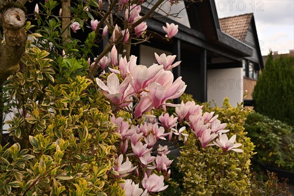 Iserlohn. Thanks to the climate change, early spring has come earlier than usual. The flowering plants in the front gardens are already showing their splendour. Thanks to climate change, early spring is coming earlier than usual this year