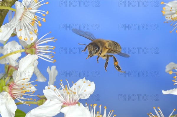 European honey bee (Apis mellifera) bee in flight at the blossom of the heckendorn, blackthorn (Prunus spinosa), wild fruit tree, large-fruited blackthorn, high-speed aerial photograph, spring, wildlife, insects, Siegerland, North Rhine-Westphalia, Germany, Europe