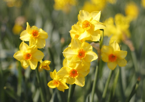 Yellow-orange daffodils (Narcissus), North Rhine-Westphalia, Germany, Europe