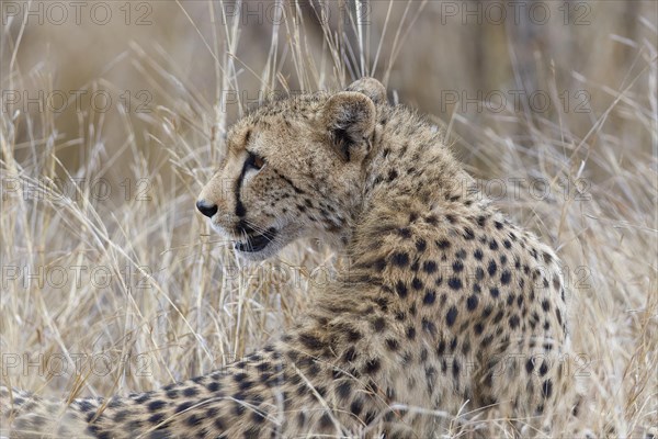 Cheetah (Acinonyx jubatus), adult, sitting in the tall dry grass, alert, early in the morning, Kruger National Park, South Africa, Africa